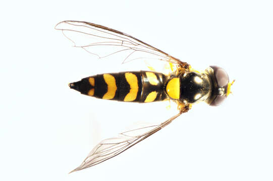 Image of <i>Allograpta ropala</i>