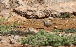 Image of Sclater's Lark