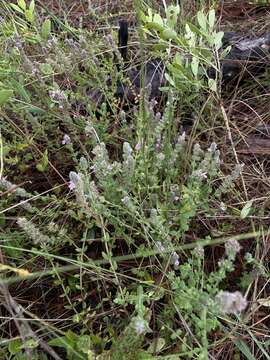 Image of mock pennyroyal