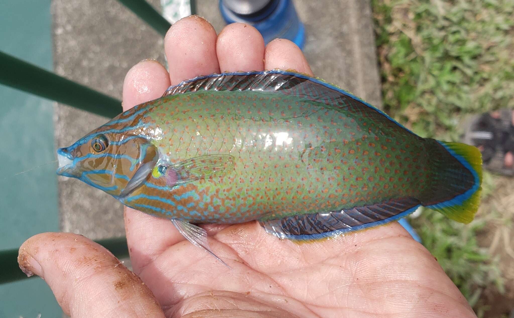 Image of Chain-line wrasse