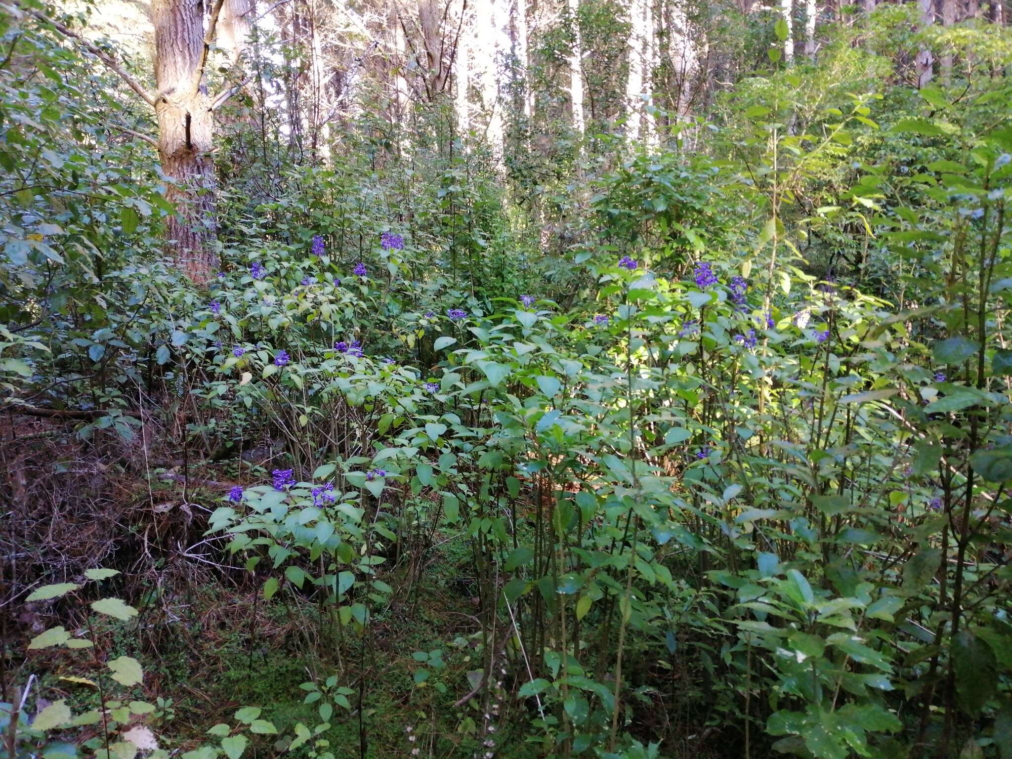 Image of Plectranthus ecklonii Benth.