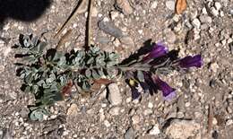 Image of Jaeger's beardtongue