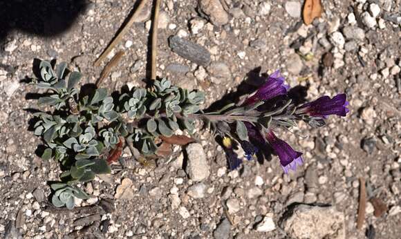 Image of Jaeger's beardtongue