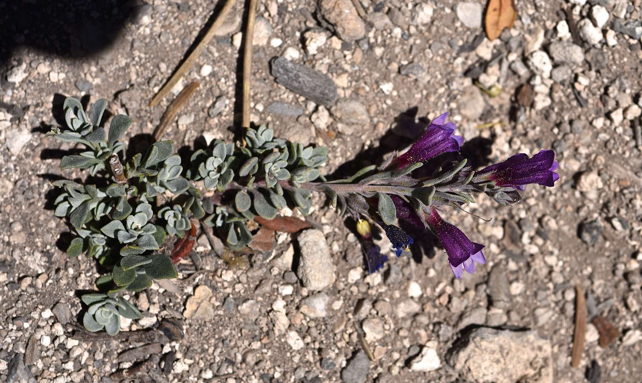 Image of Jaeger's beardtongue