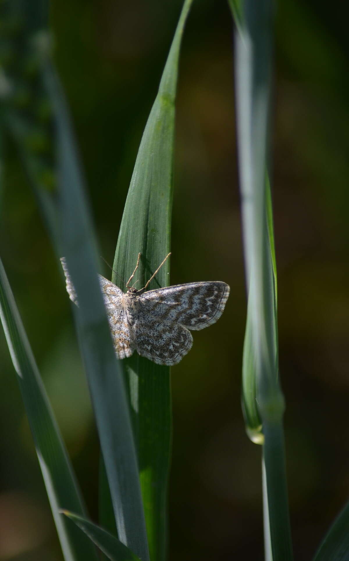 Scopula immorata Linnaeus 1758 resmi