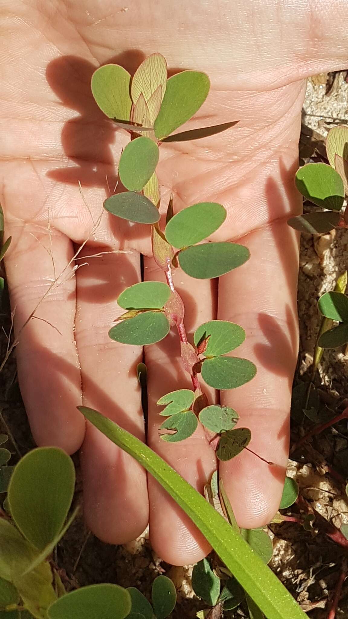 Image of Two-Leaf Sensitive-Pea