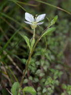 Image of Kunth's Evening-Primrose