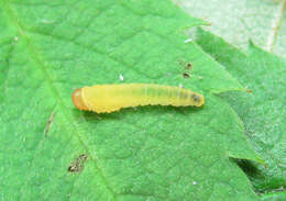 Image of Endelomyia aethiops (Fabricius)