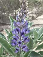 Image of Gulf Coast lupine