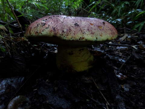 Imagem de Butyriboletus loyo (Phillippi) Mikšík 2015