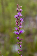 Слика од Liatris spicata var. resinosa (Nutt.) Gaiser