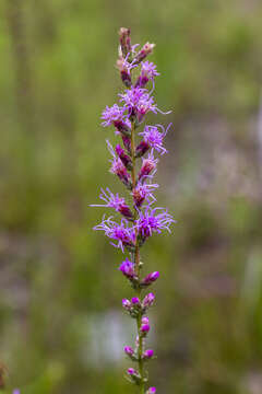 Image of dense blazing star