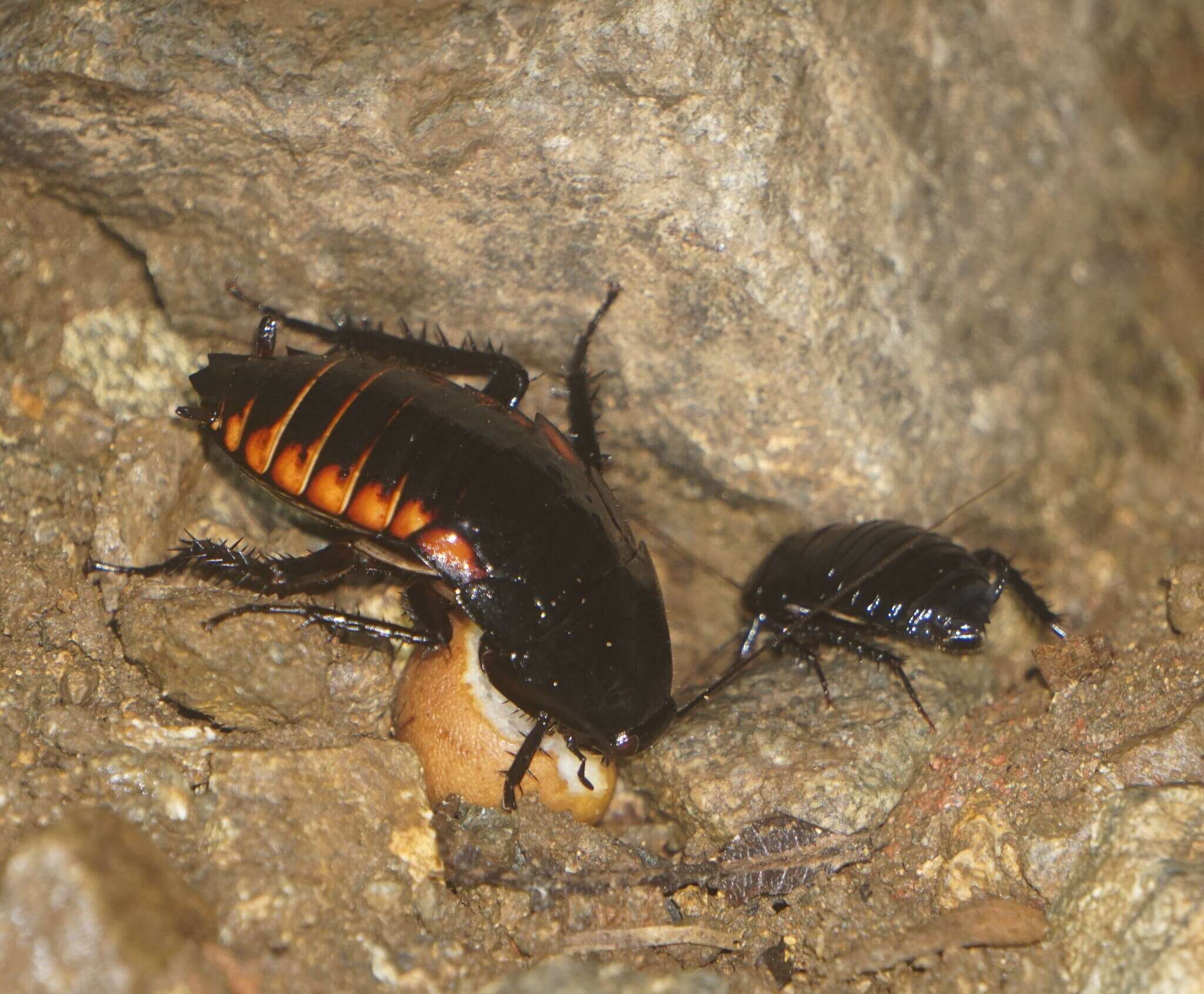 Image of Eurycotis abdominalis Hebard 1916