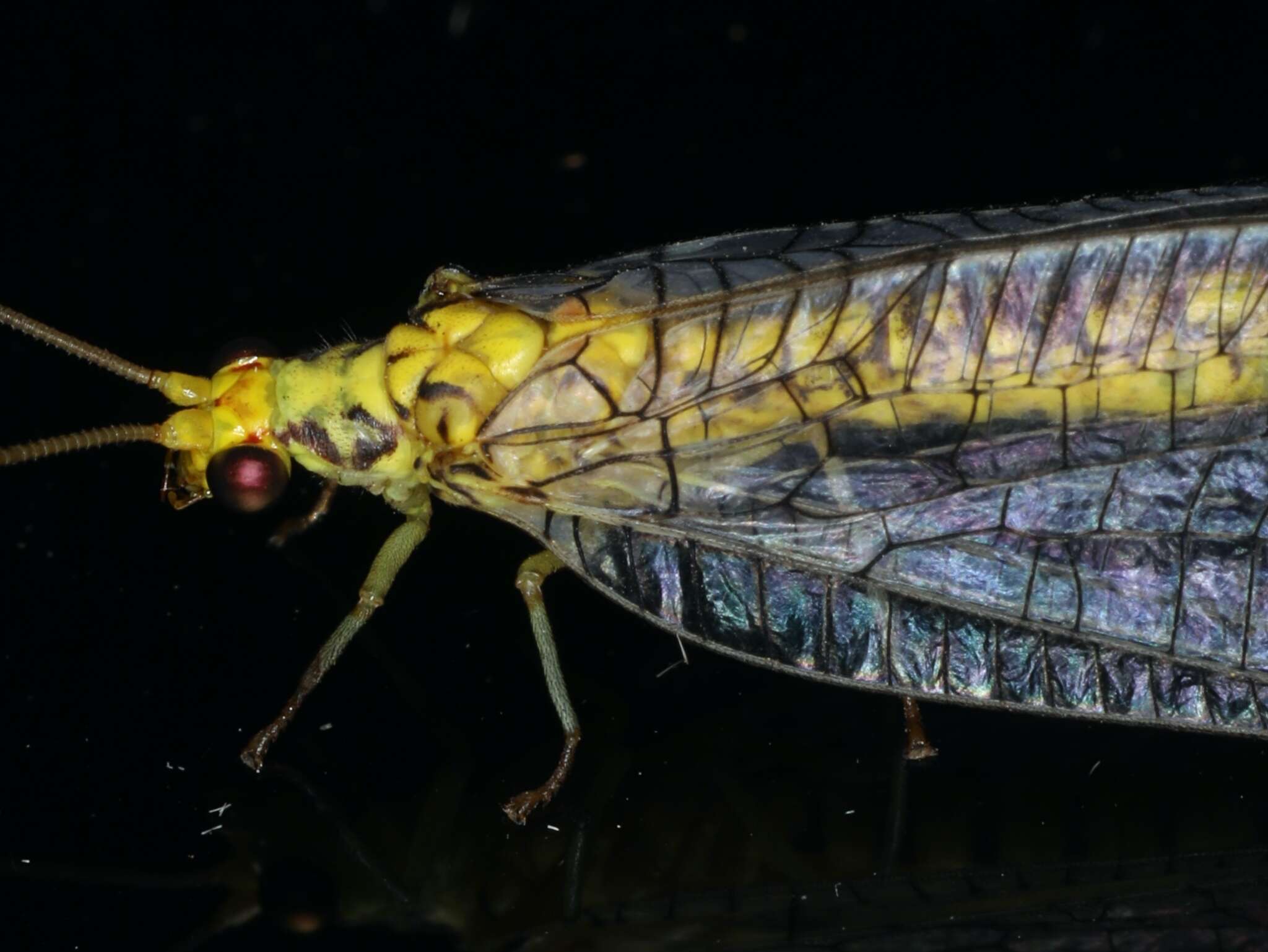 Image of Italochrysa insignis (Walker 1853)