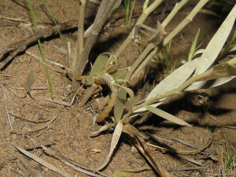 Image of Brachistosternus angustimanus Ojanguren Affilastro & Roig Alsina 2001