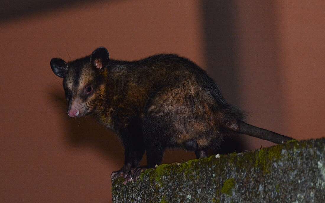 Image of Big-eared Opossum