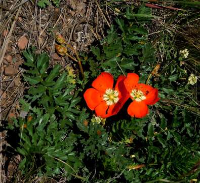 Imagem de Hypseocharis pimpinellifolia Remy