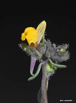 Image de Linaria simplex (Willd.) DC.