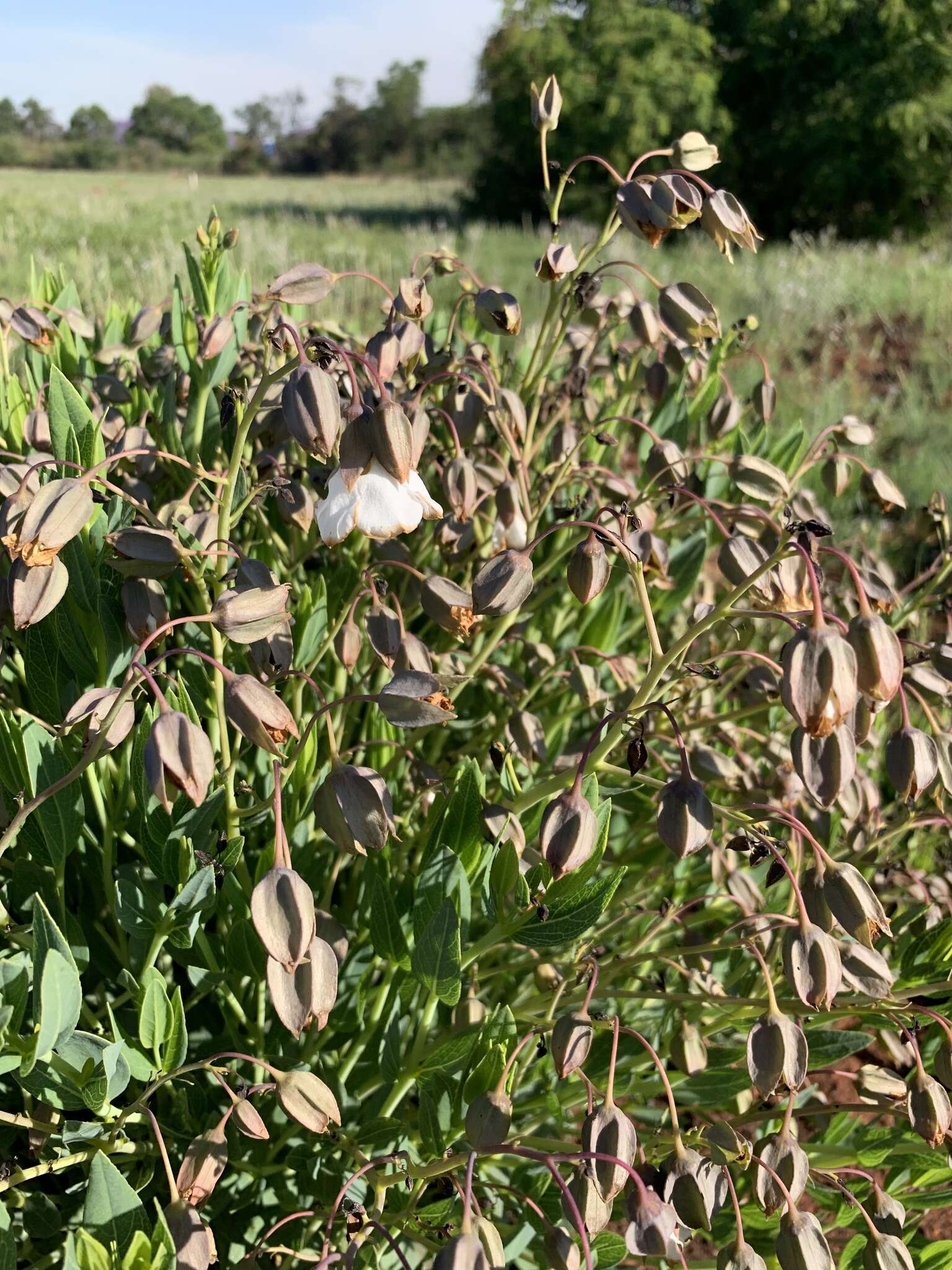 Слика од Trichodesma physaloides (Fenzl) A. DC.