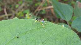 Imagem de Messatoporus compressicornis Cushman 1929