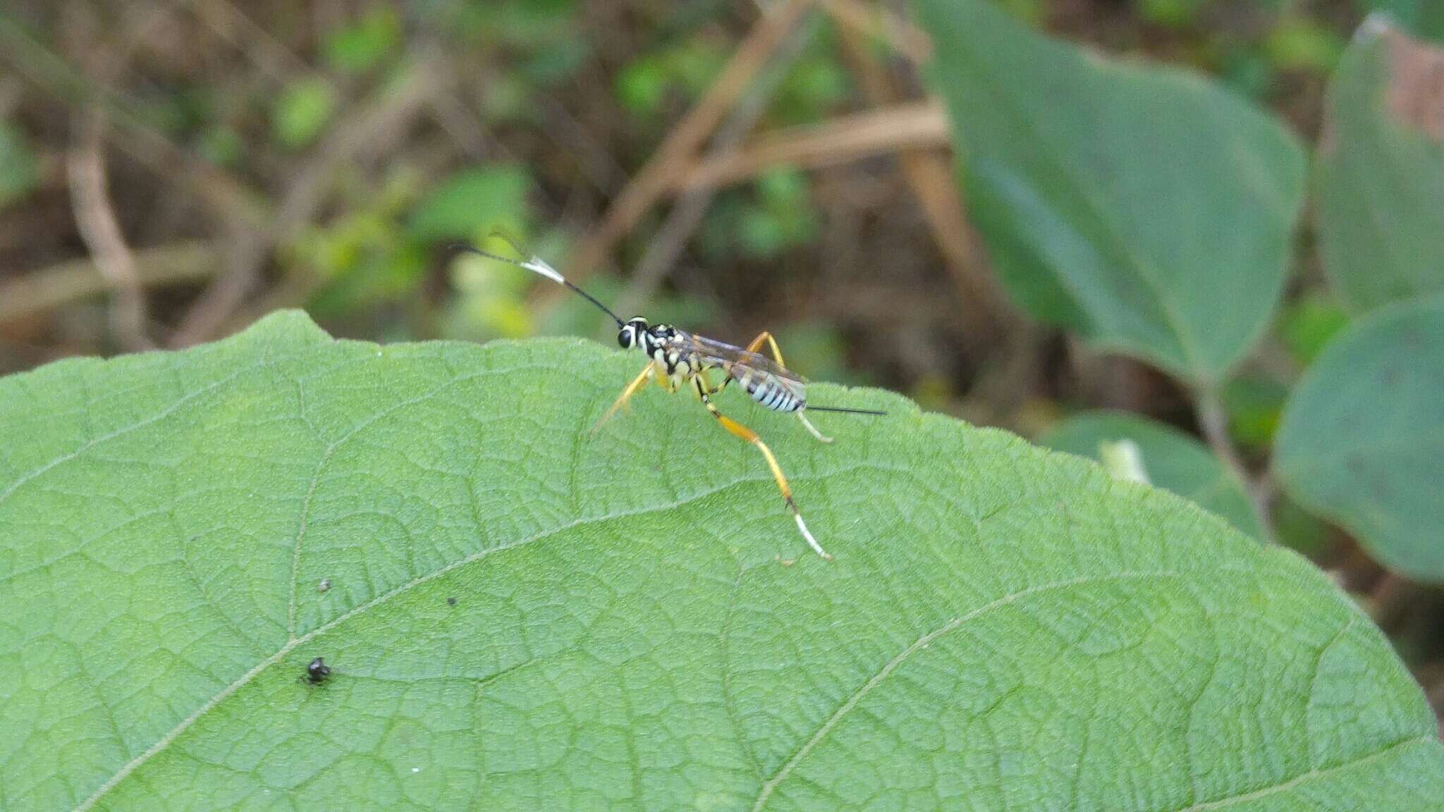 Sivun Messatoporus compressicornis Cushman 1929 kuva