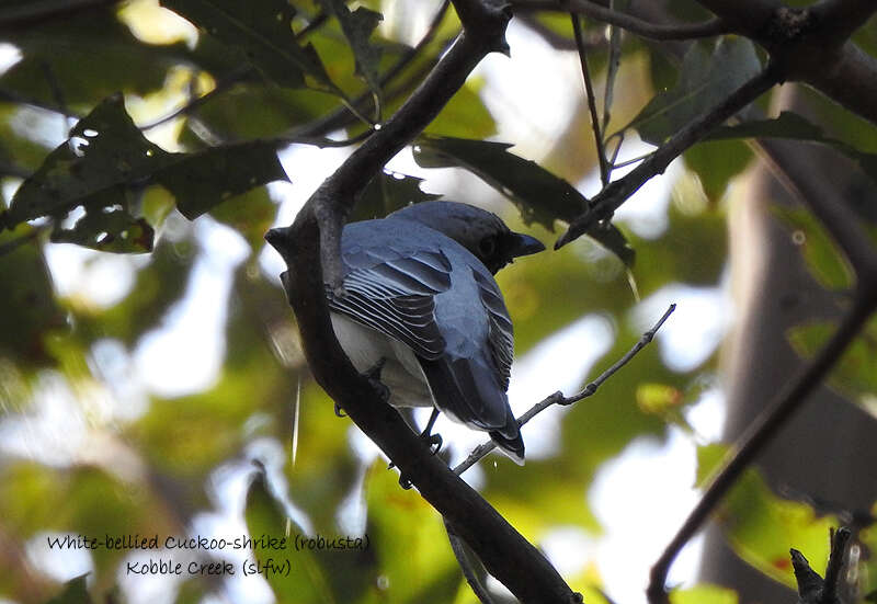 Imagem de Coracina papuensis robusta (Latham 1801)