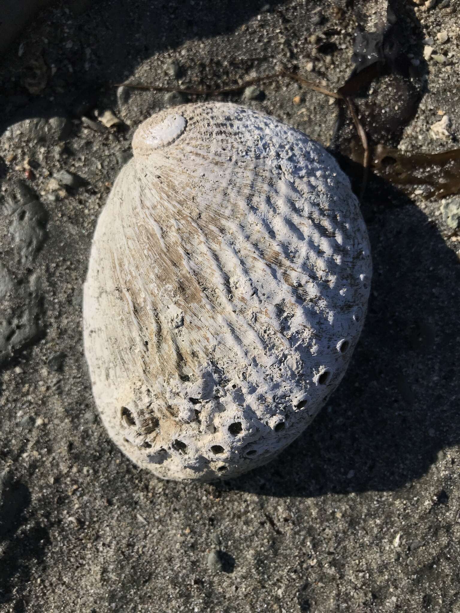 Image of silver abalone