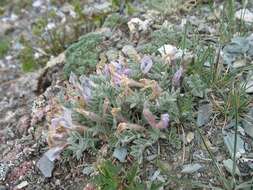 Image de Oxytropis ampullata (Pall.) Pers.