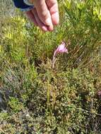 Image of Gladiolus ornatus Klatt