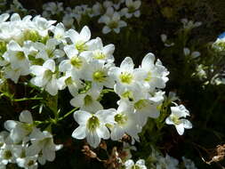 Imagem de Saxifraga geranioides L.