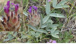 Plancia ëd Astragalus laguroides Pall.