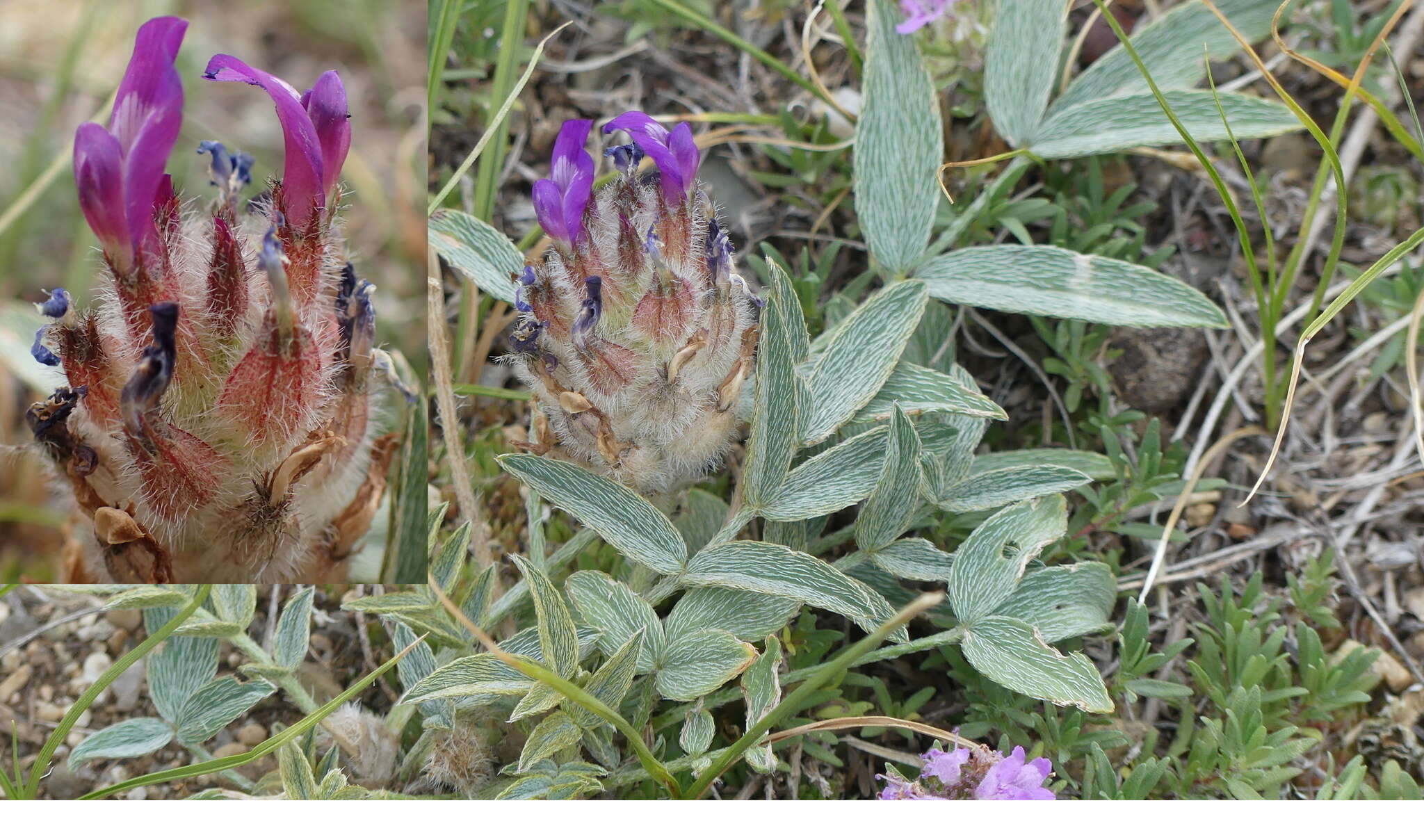 Plancia ëd Astragalus laguroides Pall.