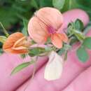 Image of Lathyrus blepharicarpus Boiss.