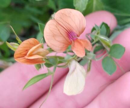 Image of Lathyrus blepharicarpus Boiss.