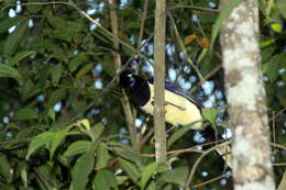 Imagem de Cyanocorax chrysops (Vieillot 1818)