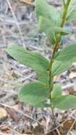 Imagem de Pentanema spiraeifolium (L.) D. Gut. Larr., Santos-Vicente, Anderb., E. Rico & M. M. Mart. Ort.