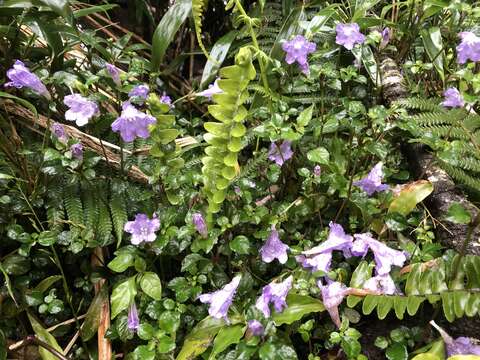 Strobilanthes rankanensis Hayata resmi