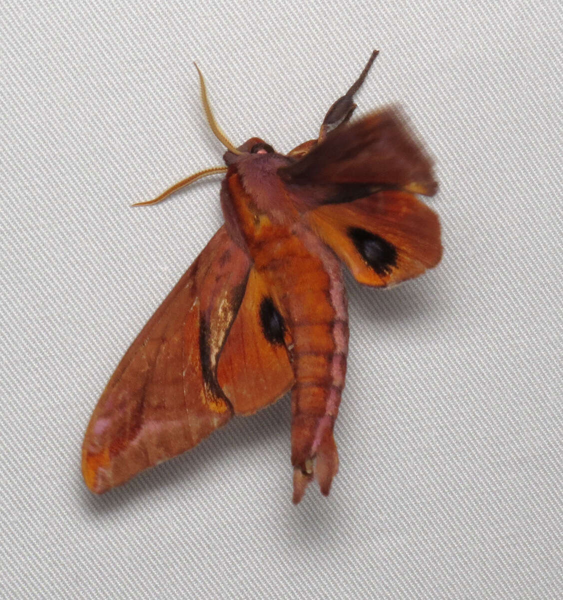 Image of Huckleberry Sphinx