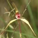 Caladenia oenochila G. W. Carr resmi