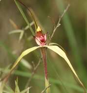 Image of Red-lipped spider orchid