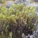 Image of Leucadendron glaberrimum subsp. glaberrimum