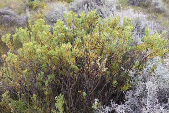 Image of Leucadendron glaberrimum subsp. glaberrimum