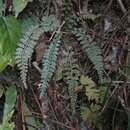 Imagem de Asplenium sampsonii Hance