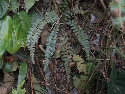 Sivun Asplenium sampsonii Hance kuva