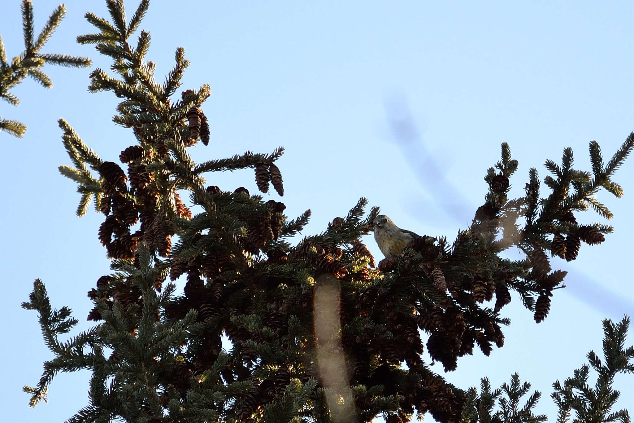 Image of Two-barred Crossbill