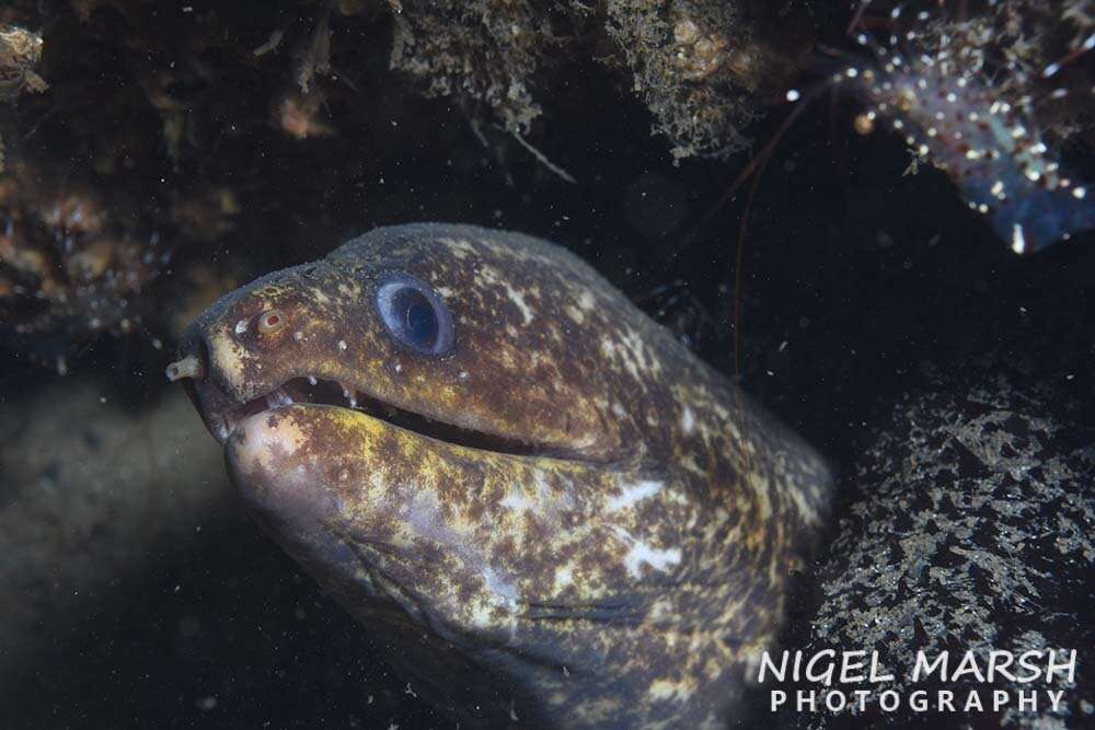 Image of False spotted moray