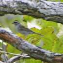 Image of Spizella passerina pinetorum Salvin 1863