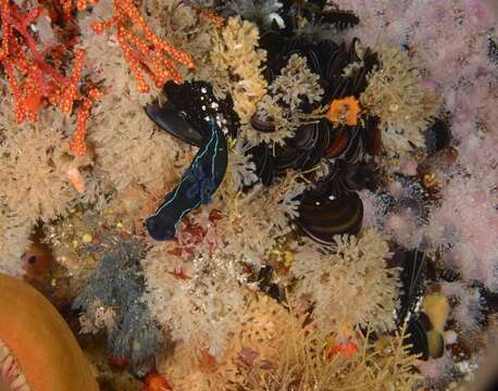 Image of Black nudibranch