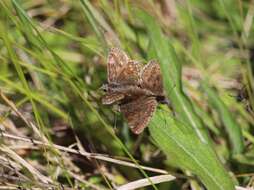 Image of dingy skipper