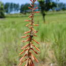 Image of Kniphofia laxiflora Kunth